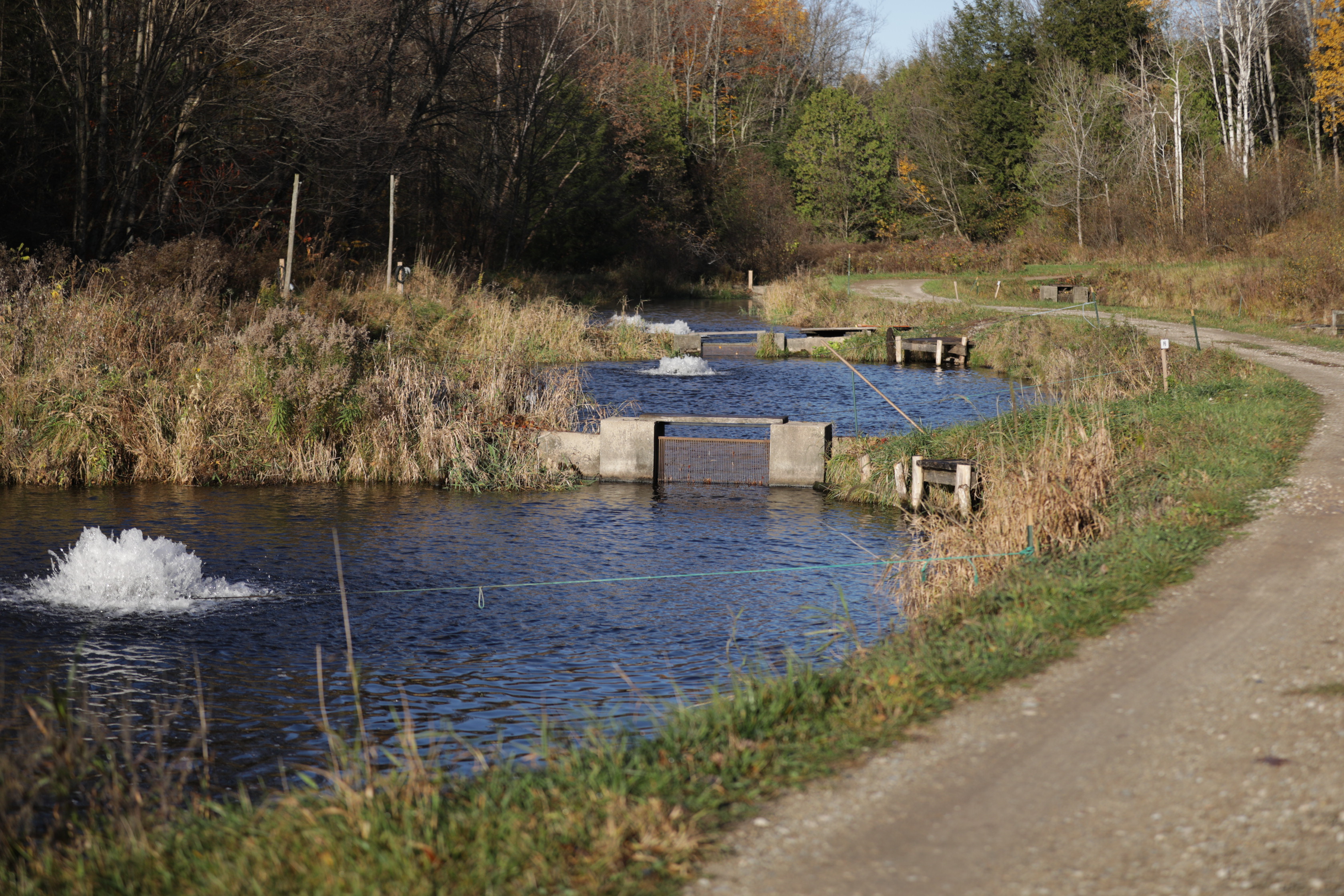 Several raceways growing rainbow trout at Harrieta Hills Trout F.arm